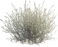 Plant Fiber