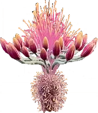 Agave Seeds